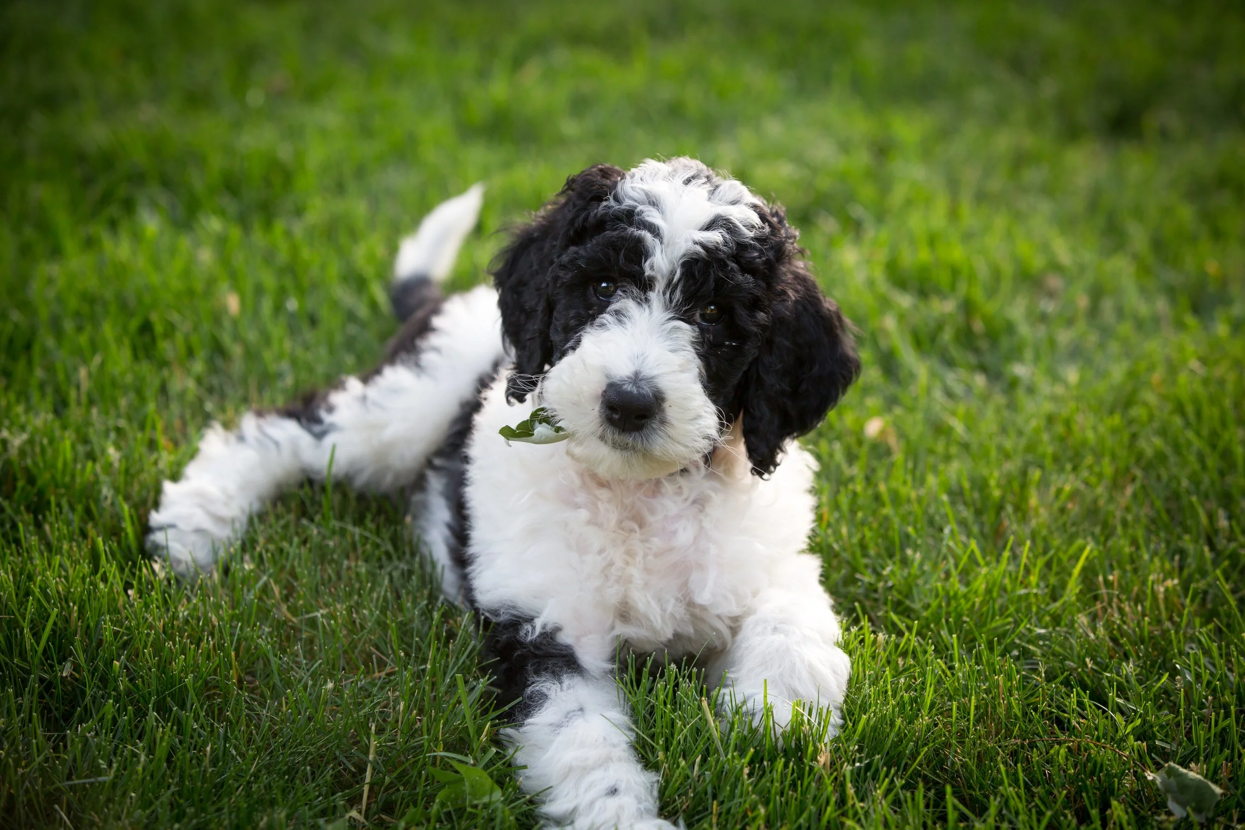 Mini sheepadoodle online breeders near me